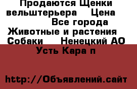 Продаются Щенки вельштерьера  › Цена ­ 27 000 - Все города Животные и растения » Собаки   . Ненецкий АО,Усть-Кара п.